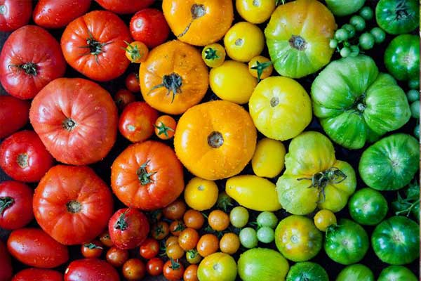 بهبود رشد و تکامل گوجه فرنگی با کود روی سولفات