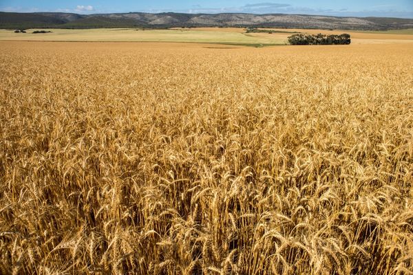 نشاسته گل چیست؟ تفاوت نشاسته گل و گندم