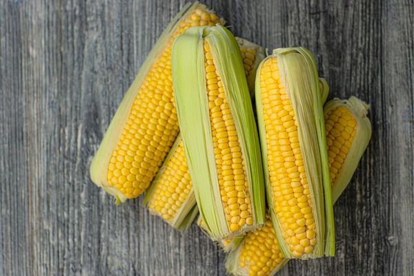 نشاسته ذرت چیست؟
